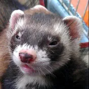 Antonio